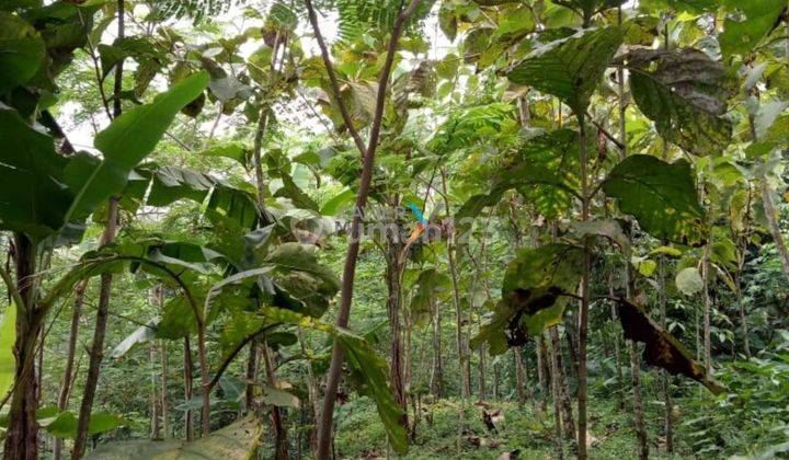  Murah, Tanah Kebun, Lahan di Prigen Pandaan, Malang 1