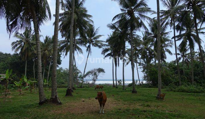 Tanah Pekutatan Los Pantai 2.885m2 1
