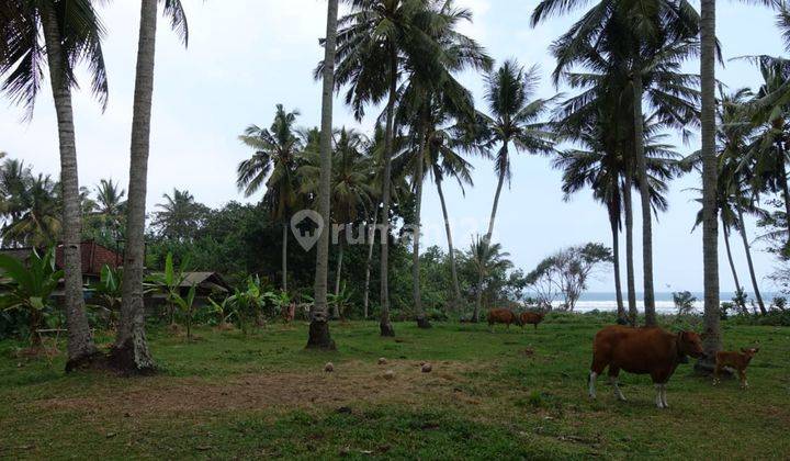 Tanah Pekutatan Los Pantai 2.885m2 6