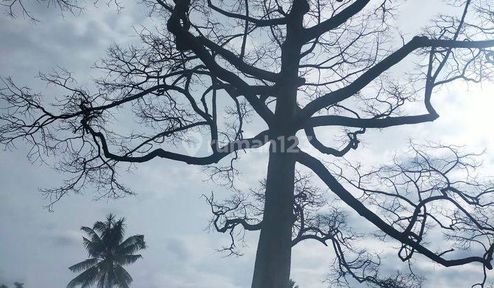 Ruang Usaha Penggilingan Padi di Cumedak Sukowono Jember 13