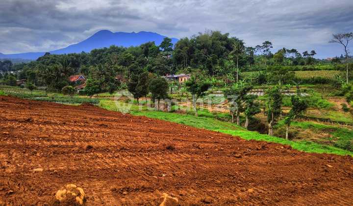 TANAH SULTAN 3000m² CISARUA PUNCAK BOGOR 3