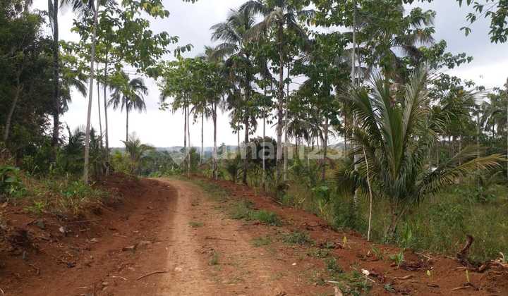 JUAL TANAH PERKEBUNAN  MURAH JAMPANG SUKABUMI 1