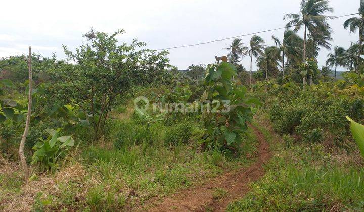 JUAL TANAH PERKEBUNAN  MURAH JAMPANG SUKABUMI 3
