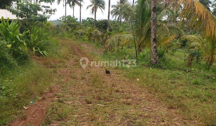 JUAL TANAH PERKEBUNAN  MURAH JAMPANG SUKABUMI 5