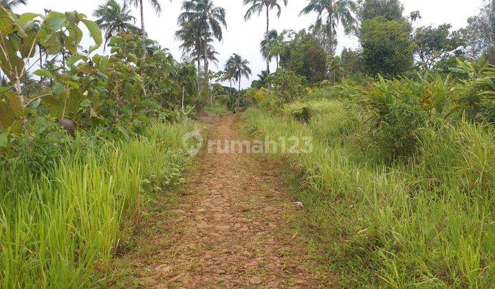 JUAL TANAH PERKEBUNAN  MURAH JAMPANG SUKABUMI 4
