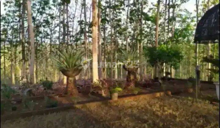 Dijual Tanah lahan Kebun Jati di Ds Keniten Kediri, Kediri 2