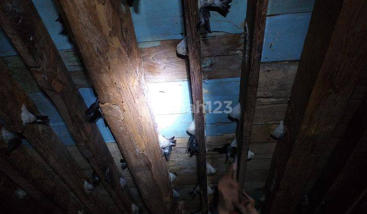 Rumah Sarang Wallet Aktif Luas 950m2 Harga Murah 2