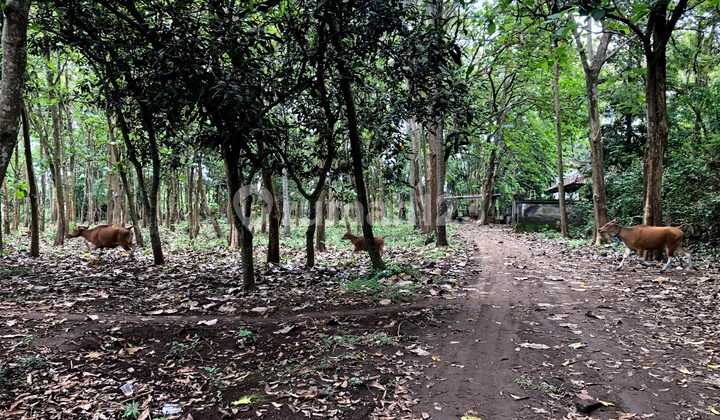 Land for Lease and Sale in Kaba Kaba Village, Canggu Area