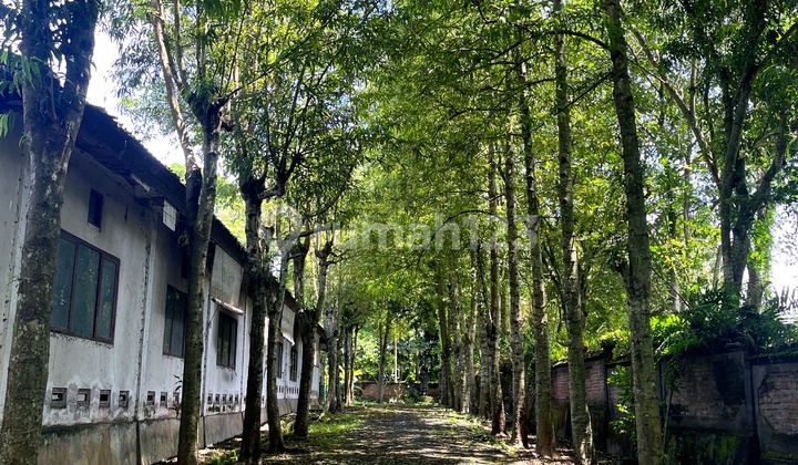 Kaba Kaba Canggu Area Green View Land For Lease