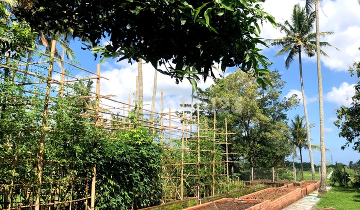 50 Are Canggu Area Kaba Kaba Village For Lease & Sale