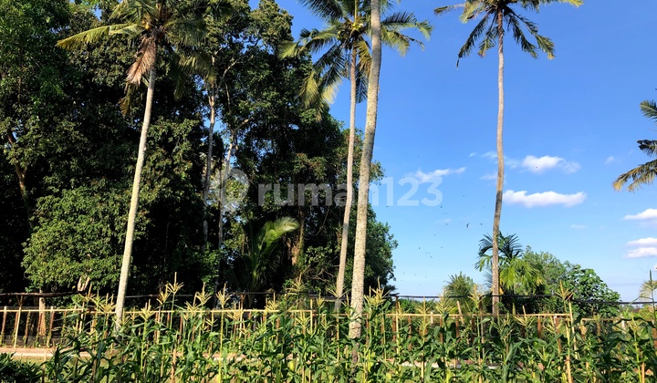 Land for Lease and Sale in Kaba Kaba Village, Canggu Area