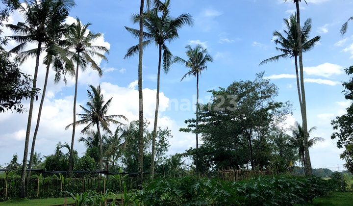 50 Are Canggu Area Kaba Kaba Village For Lease & Sale