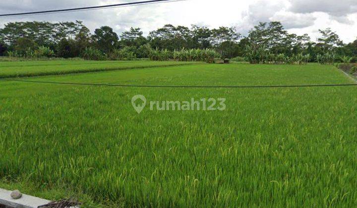 Tanah Murah Dan Luas Di Jalan Kabupaten Cocok Untuk Perumahan Mewah 2