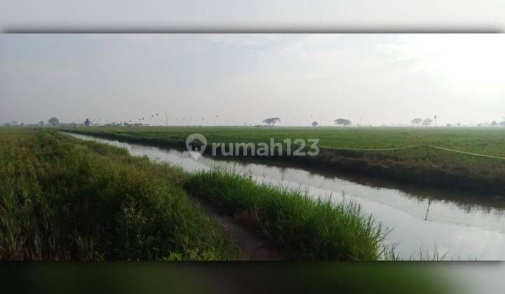 Dijual Lahan Kosong sawah Luas 5 Hektar di Karawang 1