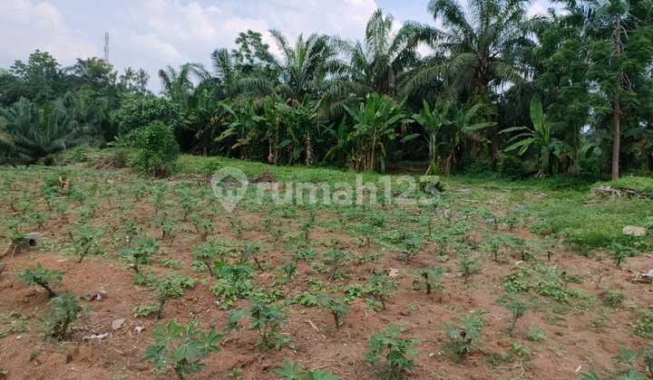 Land for Sale 1 Hectare Below NJOP Price, in Deliserdang, Sinembah Medan Land for Sale 1 Hectare Below NJOP Price, in Deliserdang, Sinembah Medan