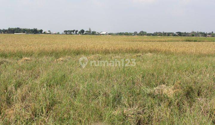 Dijual Tanah Luas di Desa Suka Asih Cikarang Kab, Bekasi 1