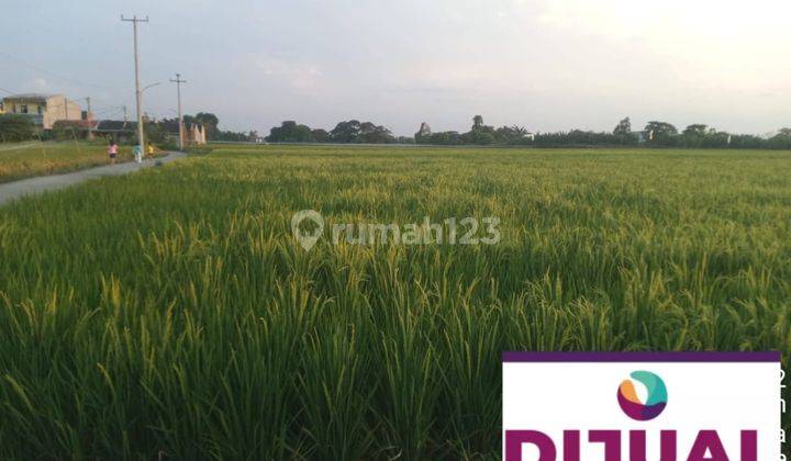 Dijual Lahan Sawah Luas 11 Hektar di Tambun Utara 1