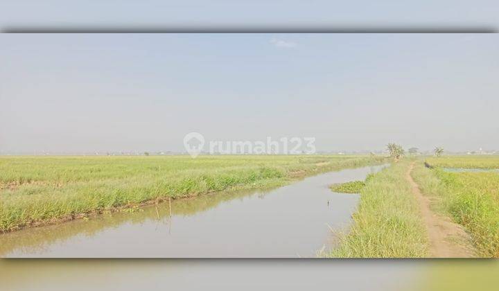 Dijual Lahan Kosong sawah Luas 5 Hektar di Karawang 2