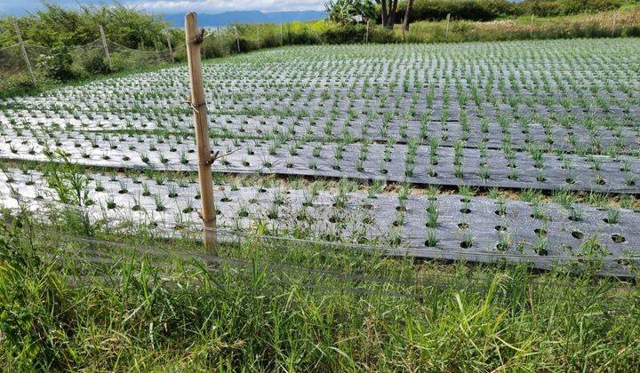 Dijual Lahan Strategis di Samosir Sumut 1