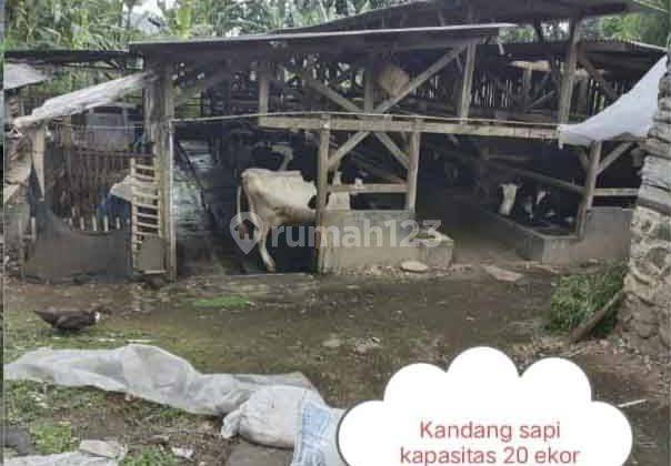 Jual Tanah Kandang Sapi Cocok Untuk Wisata , Investasi Lembang 2