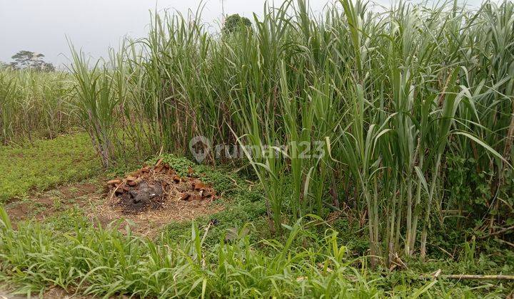 Tanah no jalan aspal di daerah Gatra mapan cocok untuk gudang atau pabrik 3