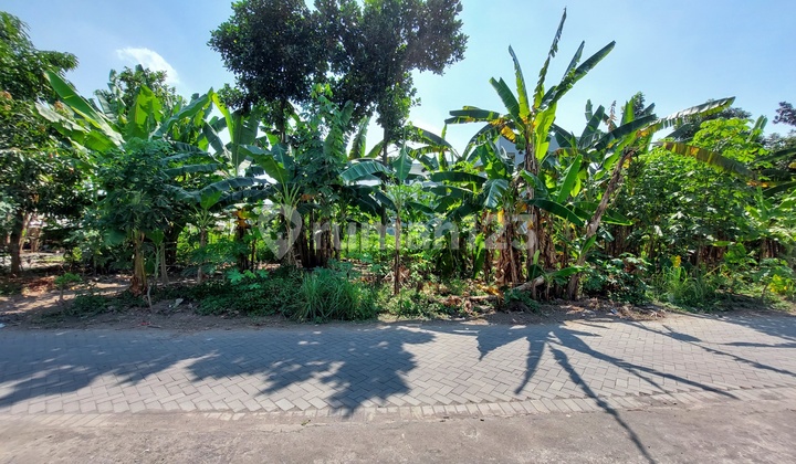 Land Behind Lotus Hotel.