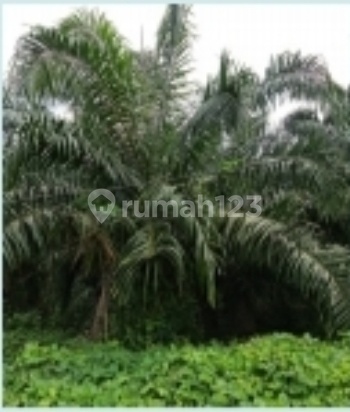 Hitung Tanah Saja Dapat Kebun Sawit