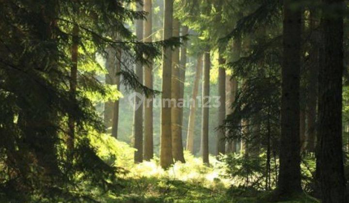 Di Jual Tanah Hutan 23000 m² Perkebunan Gaharu dan Sengon 1