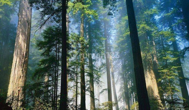 Di Jual Tanah Hutan 23000 m² Perkebunan Gaharu dan Sengon 6