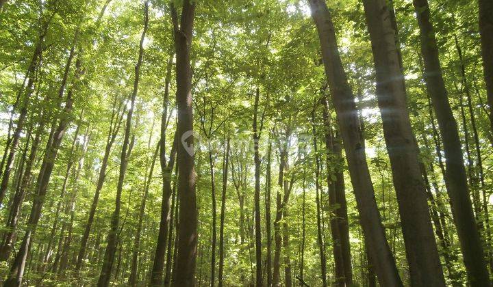 Di Jual Tanah Hutan 23000 m² Perkebunan Gaharu dan Sengon 7