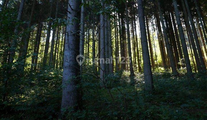 Di Jual Tanah Hutan 23000 m² Perkebunan Gaharu dan Sengon 8