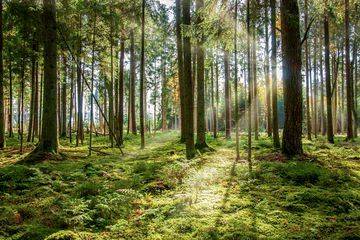 Di Jual Tanah Hutan 23000 m² Perkebunan Gaharu dan Sengon 9