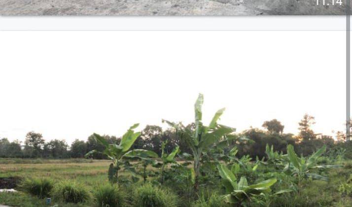 TANAH SAWAH DI CEBONGAN, SLEMAN TANAH SAWAH DI CEBONGAN, SLEMAN