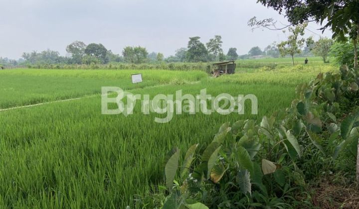 dijual tanah sawah sleman dijual tanah sawah sleman
