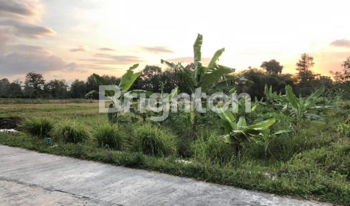 RICE FIELD IN CEBONGAN, SLEMAN