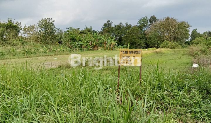 dijual segera bu tanah sawah kering bedingin sumberadi mlati sleman dijual segera bu tanah sawah kering bedingin sumberadi mlati sleman