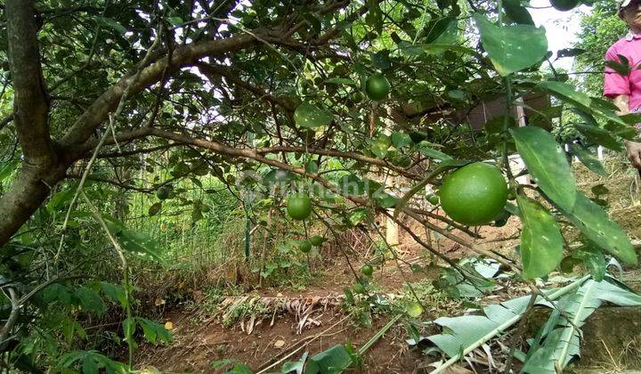 Rumah Villa Bonus Kebun Kopi di Cilengkrang Bandung 2