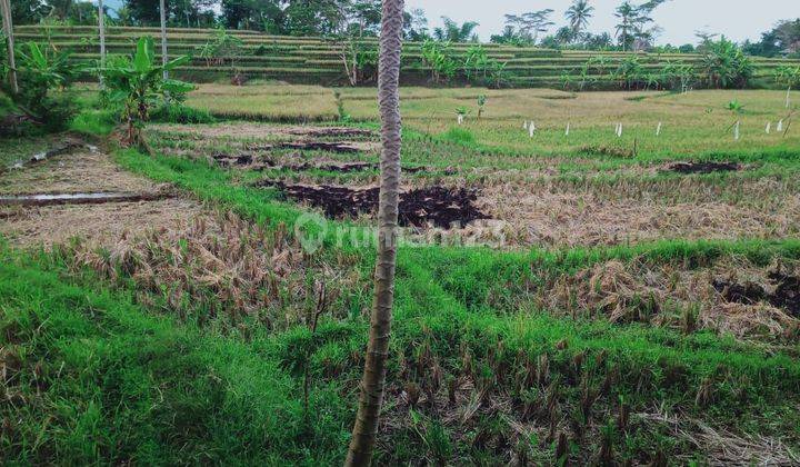 Tanah Sawah Dijual Luas Harga Bawah Njop di Nagrak , Cianjur  1