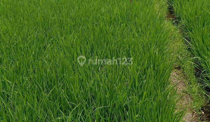 Harga Langka .. Tanah Sawah Dijual Luas di Gedebage , Bandung 2