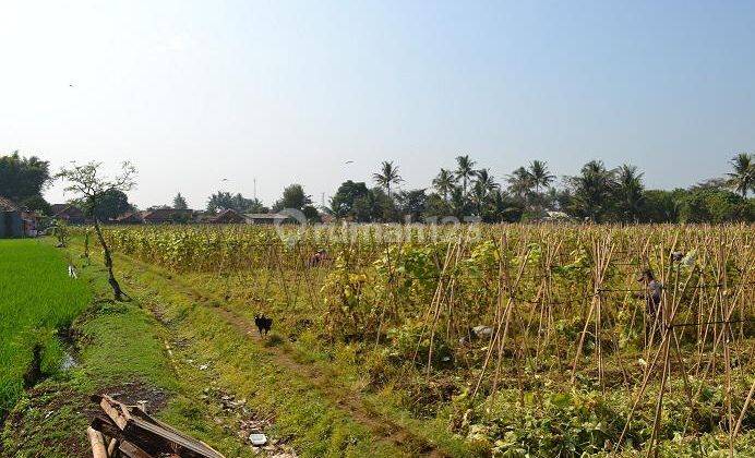 Tanah Dijual Luas Harga Murah di Area Cianjur 1