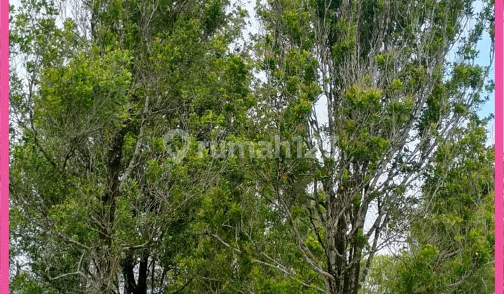 Dijual Tanah 130Ha di Ciemas Sukabumi. SHM. Kebun Buah Produktif.