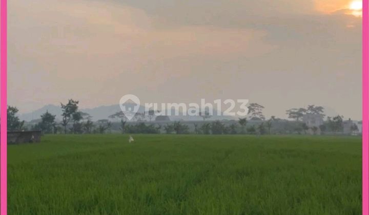 Dijual Tanah Sawah Di Cicalengka Bandung. Luas Tanah 1498m2.