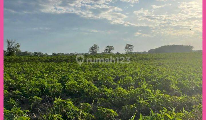 Dijual Tanah Siap Bangun Di Way Pengubuan, Lampung Tengah. 1