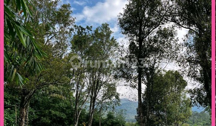 Dijual Tanah Perkebunan Cengkeh Di Cicadas Bandung. Lt: 7.000m2 Dijual Tanah Perkebunan Cengkeh Di Cicadas Bandung. Lt: 7.000m2