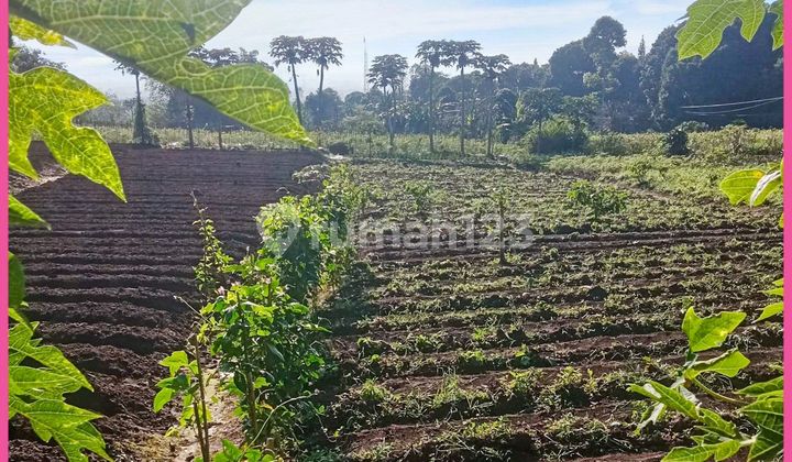 Land Suitable for Glamping Tourism in Mount Gare for Sale. SHM.