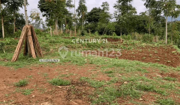 Tanah Luas dengan Lingkungan Asri Perkebunan di Arjasari Bandung Tanah Luas dengan Lingkungan Asri Perkebunan di Arjasari Bandung