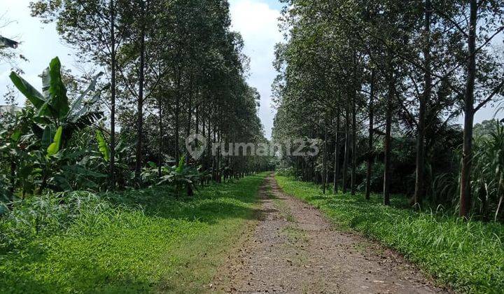 Tanah Balaraja Luas 20 Ha Zona Industri Akses Truk 40 Feet Shgb Tanah Kering Datar 5 Menit Dari Pintu Tol Hrga 2.5 Jt M Nego Awang 1