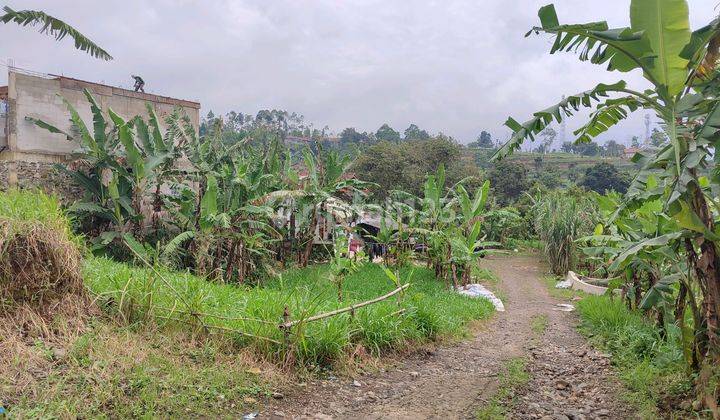 Tanah Murah Tugujaya Cigombong 3km Dari Tol 2