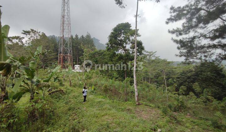 Tanah Di Gunung Pancar Sentul City Pohon Pinus 2