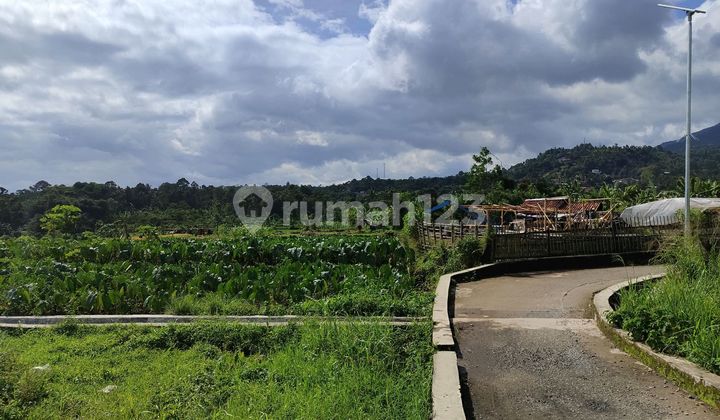 Paddy Field with Best View of Mountain Near Bnr..